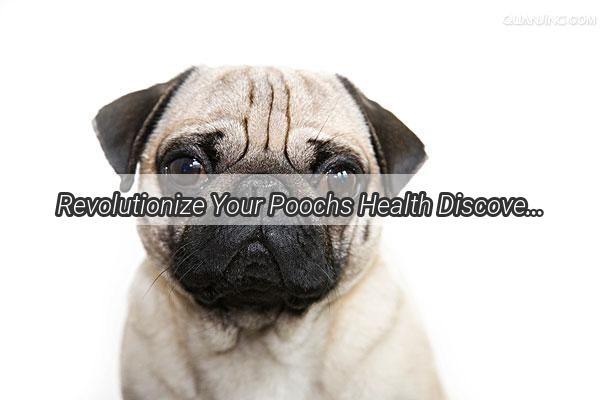 Revolutionize Your Poochs Health Discover the Power of Intestinal Worming for Dogs